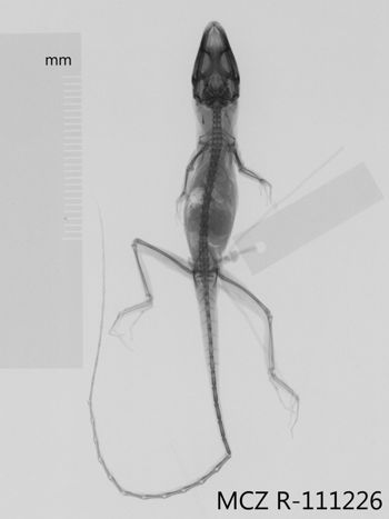 Media type: image;   Herpetology R-111226 Aspect: dorsoventral x-ray
